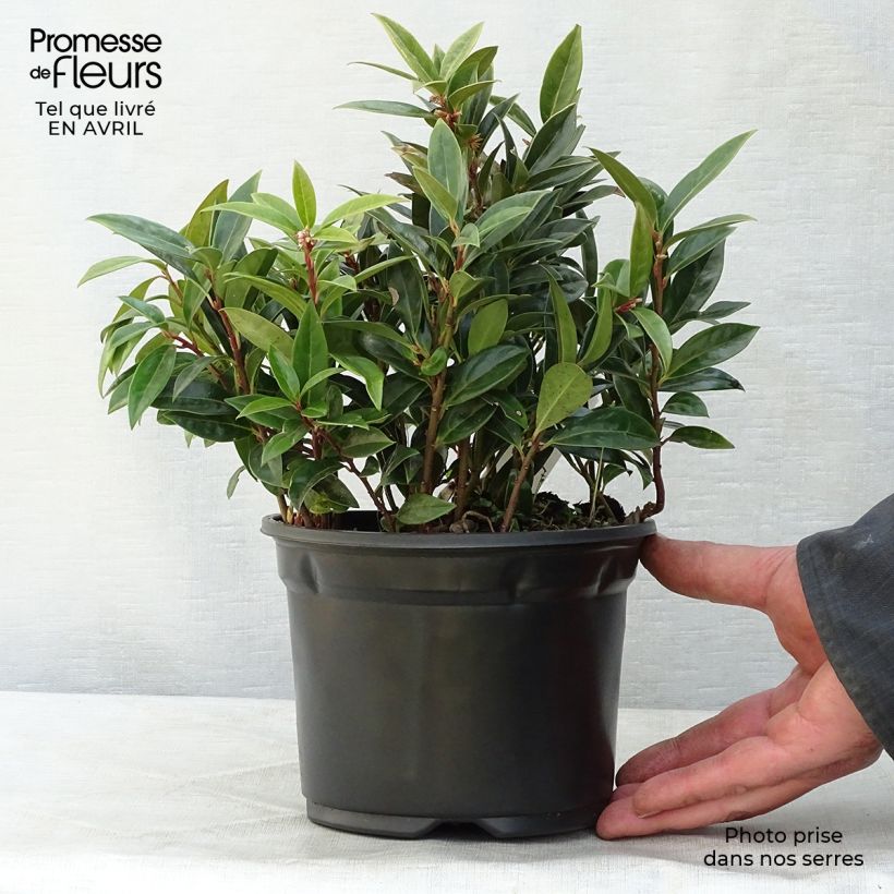 Spécimen de Sarcococca hookeriana humilis Pot de 2L/3L tel que livré au printemps