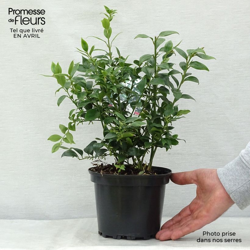 Spécimen de Sarcococca ruscifolia - Sarcocoque à feuilles de Ruscus Pot de 2L/3L tel que livré au printemps