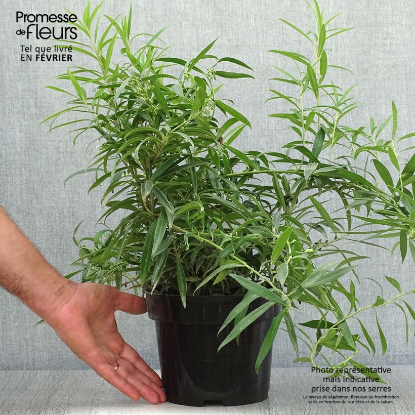 Spécimen de Sarcococca saligna - Sarcocoque à feuilles de saule Pot de 2L/3L tel que livré en automne