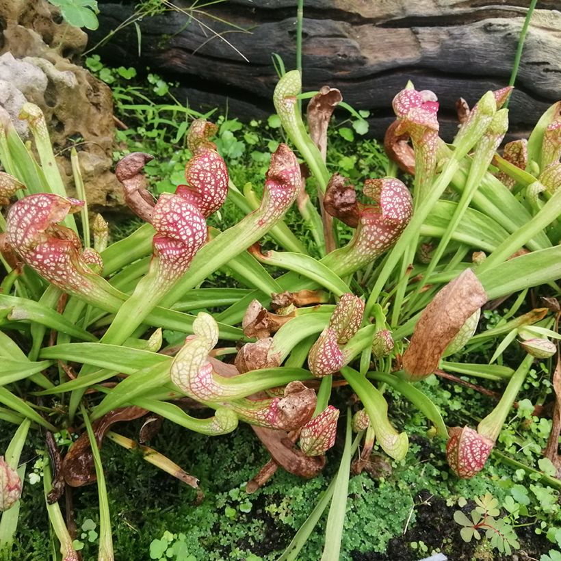 Sarracenia Scarlet Belle - Sarracénie, plante carnivore (Port)