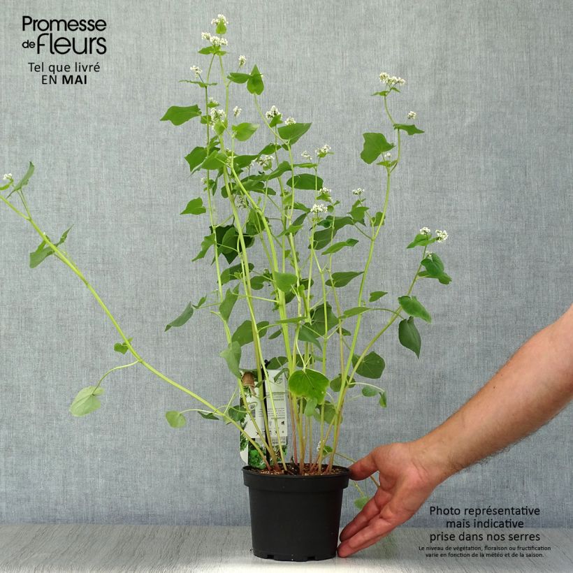 Spécimen de Sarrasin commun - Fagopyrum esculentum Pot de 1,5L/2L tel que livré au printemps