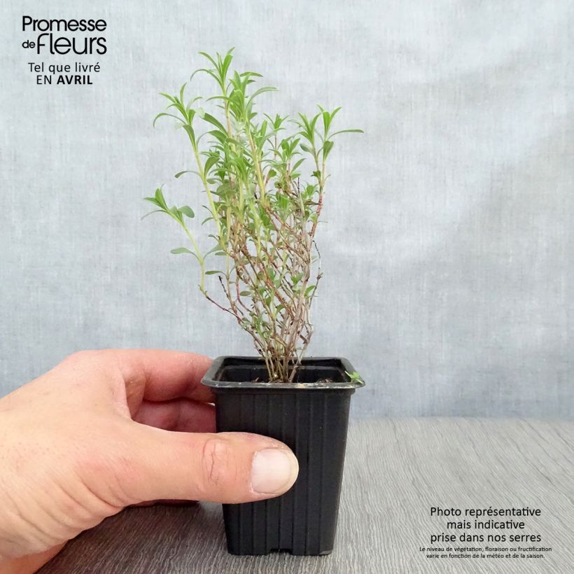 Spécimen de Sarriette vivace - Satureja montana Godet de 7/8 cm tel que livré au printemps