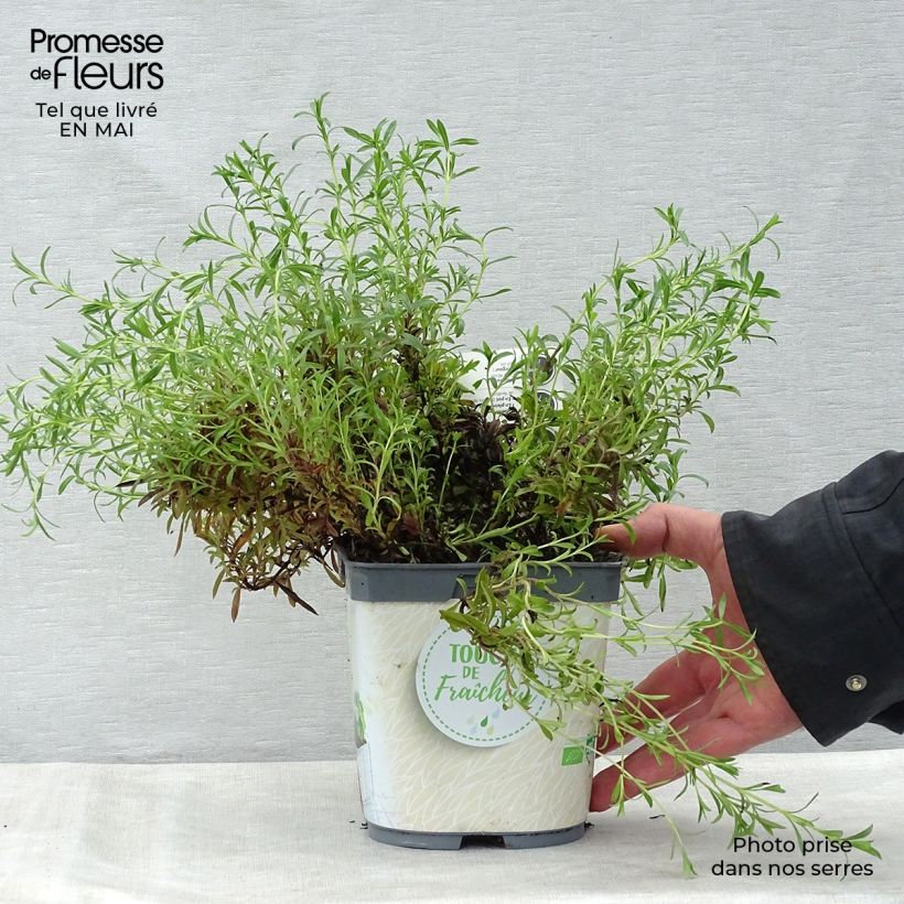 Spécimen de Sarriette vivace en plant BIO Pot de 1L/1,5L tel que livré au printemps