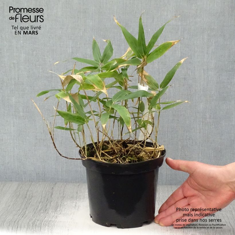 Spécimen de Sasa kurilensis - Bambou nain Pot de 2L/3L tel que livré au printemps
