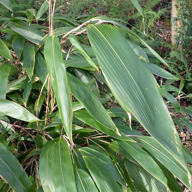 Sasa tessellata - Bambou nain (Foliage)