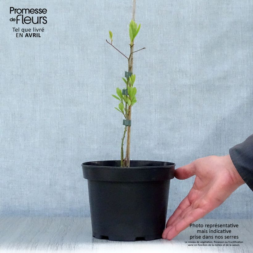 Spécimen de Sassafras albidum - Laurier des Iroquois Pot de 3L/4L tel que livré au printemps