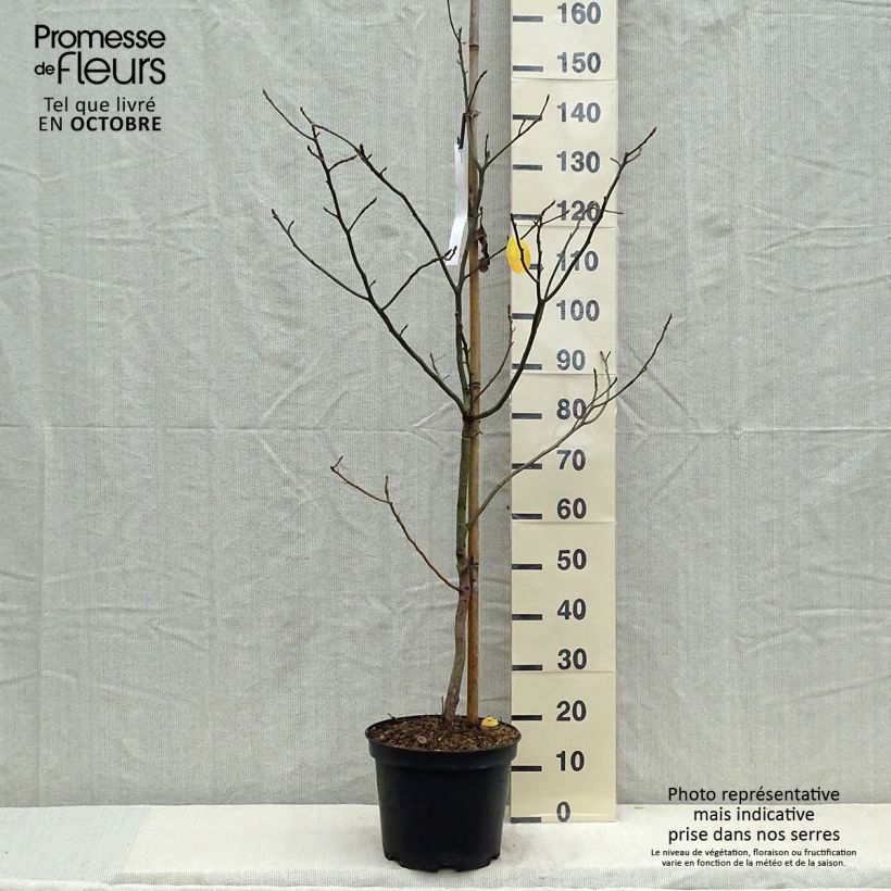 Spécimen de Sassafras albidum - Laurier des Iroquois Pot de 7,5L/10L tel que livré en automne