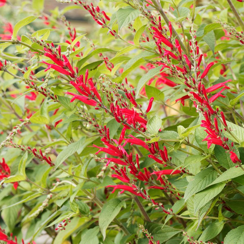 Sauge Ananas - Salvia elegans (Floraison)
