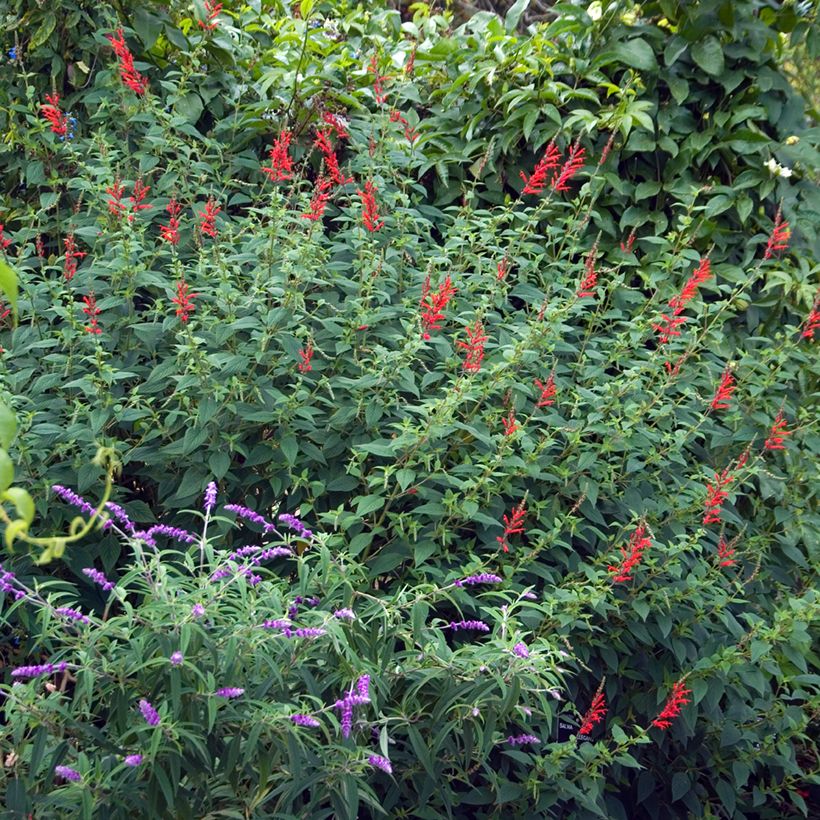 Sauge Ananas - Salvia elegans (Port)