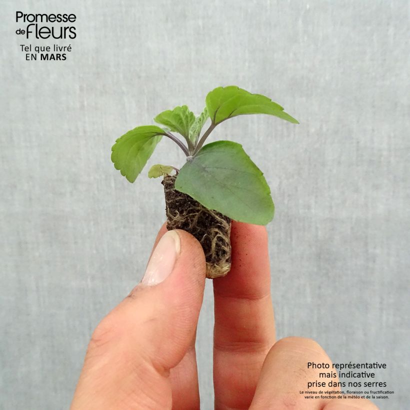 Spécimen de Sauge Big Blue Mini-motte Ø 1,5/2,5 cm, Plant vert de 5 à 10 cm de haut tel que livré au printemps