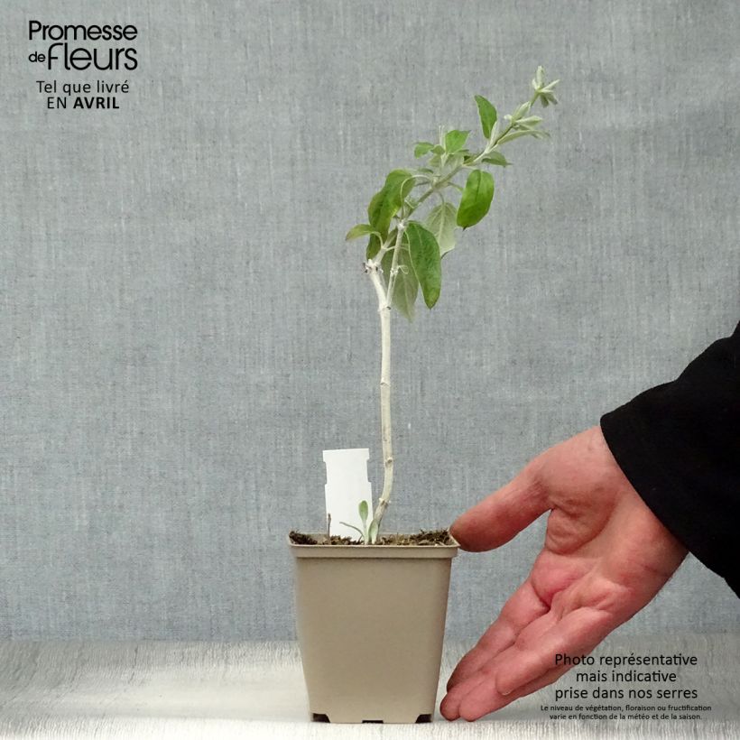 Spécimen de Sauge Cassis - Salvia discolor  Godet de 7/8 cm tel que livré au printemps