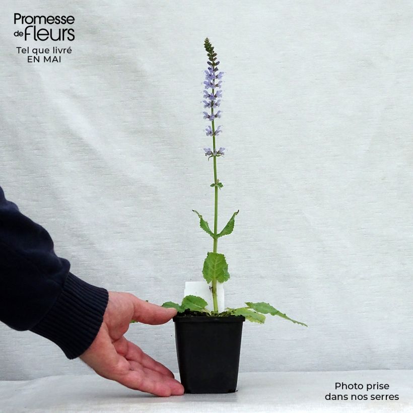 Spécimen de Sauge Crystal Blue - Sauge des bois. Godet de 8/9 cm tel que livré au printemps