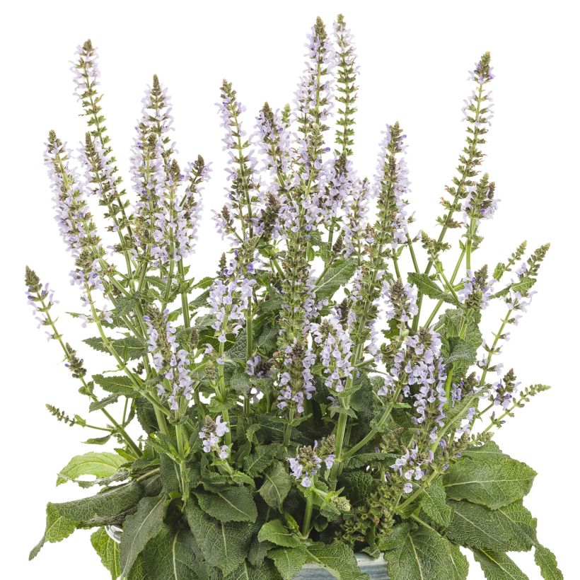 Sauge Crystal Blue - Sauge des bois. (Port)