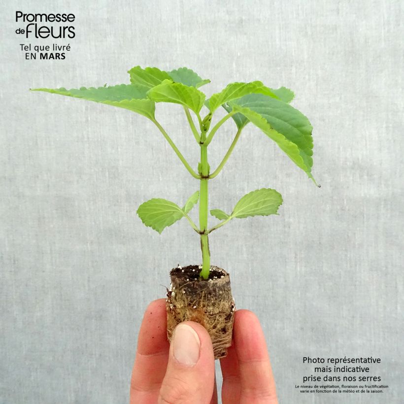 Spécimen de Sauge Gogo Purple Mini-motte Ø 3/4 cm, Plant vert de 5 à 10 cm de haut tel que livré au printemps