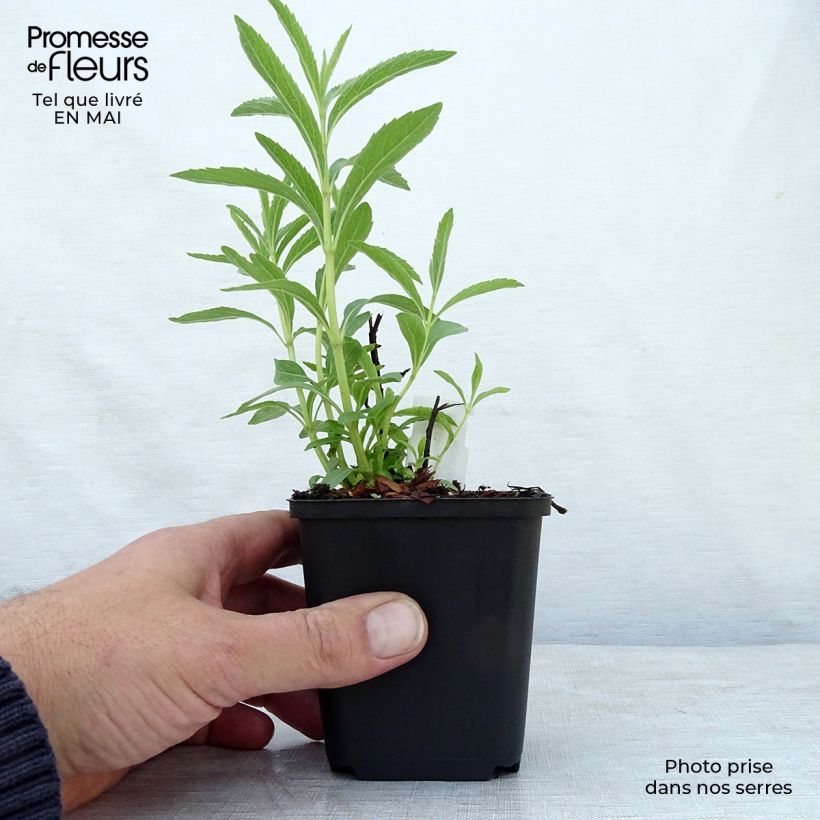 Example of Sauge, Salvia uliginosa African Skies Godet de 8/9 cm as you get in printemps