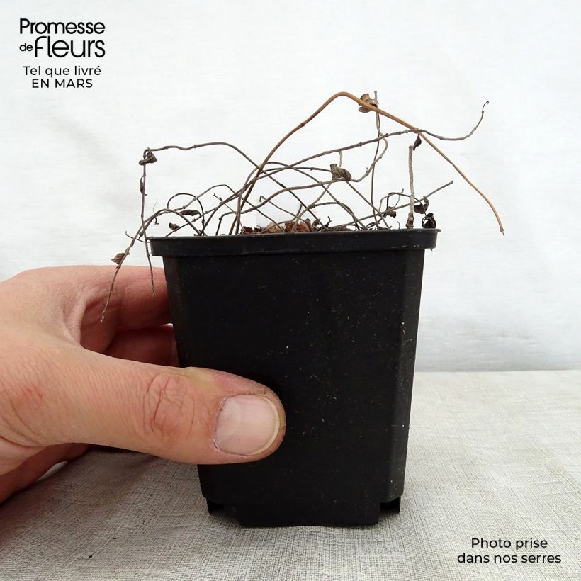 Spécimen de Sauge - Salvia forreri Godet de 8/9 cm tel que livré au printemps