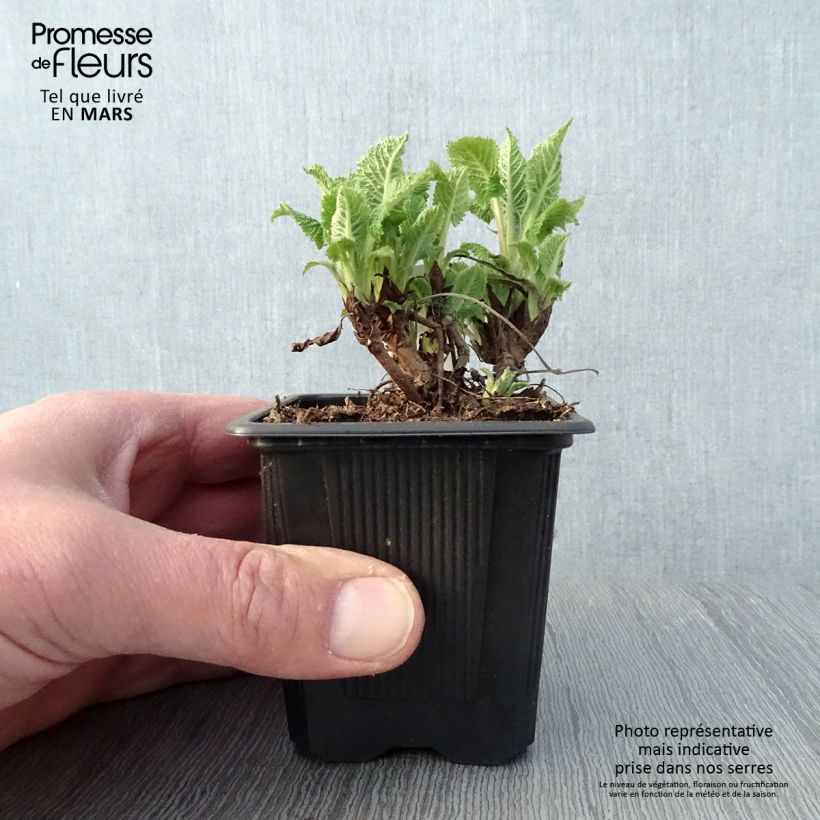 Spécimen de Sauge - Salvia glutinosa Godet de 8/9 cm tel que livré au printemps