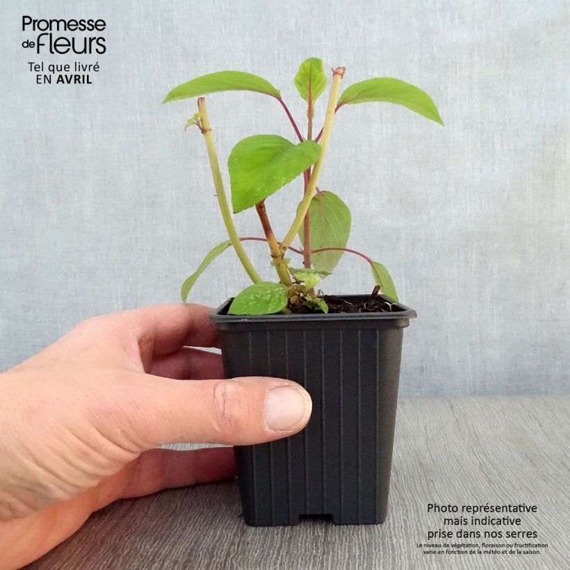 Spécimen de Sauge - Salvia involucrata Bethelii Godet de 7/8 cm tel que livré au printemps