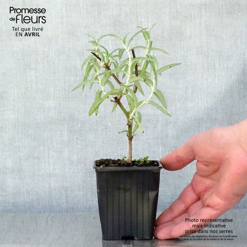 Spécimen de Sauge - Salvia leucantha Godet de 7/8 cm tel que livré au printemps