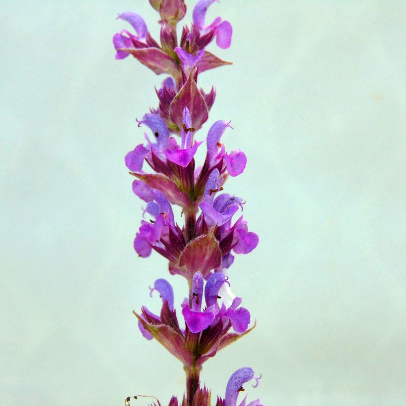 Sauge - Salvia nemorosa Amethyst (Flowering)