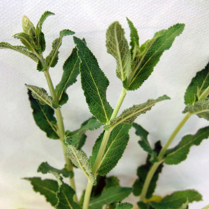 Salvia nemorosa Blauhügel (Foliage)