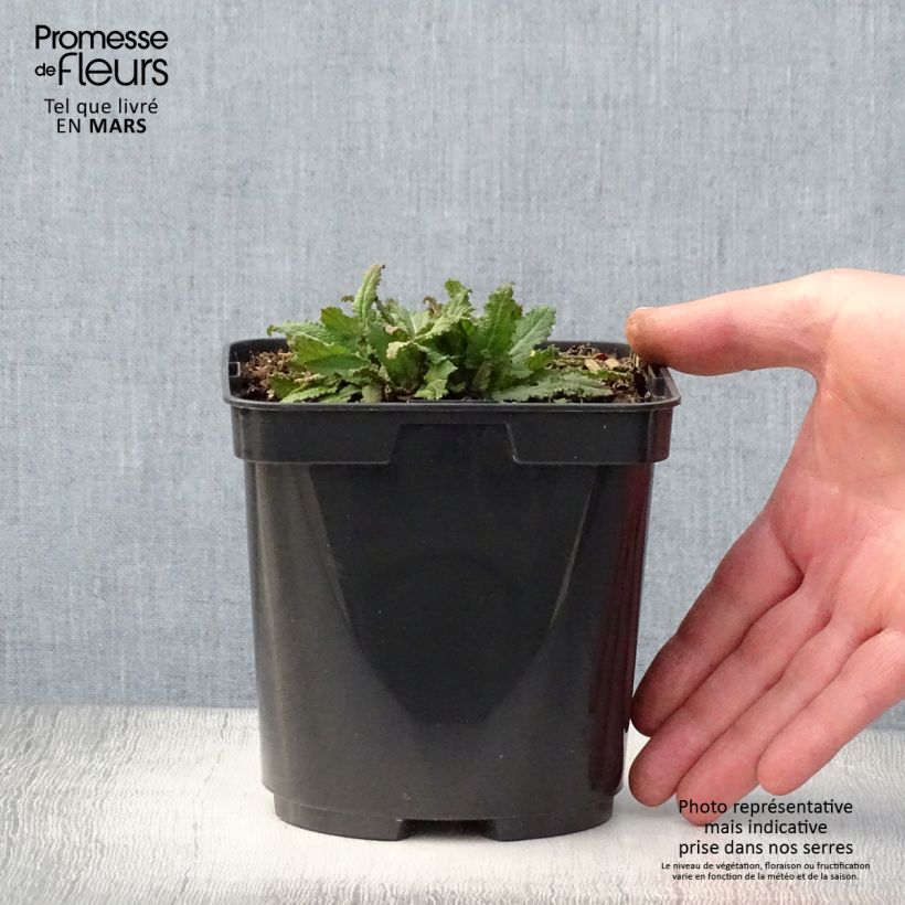 Example of Salvia nemorosa Blauhügel Pot de 2L/3L as you get in printemps