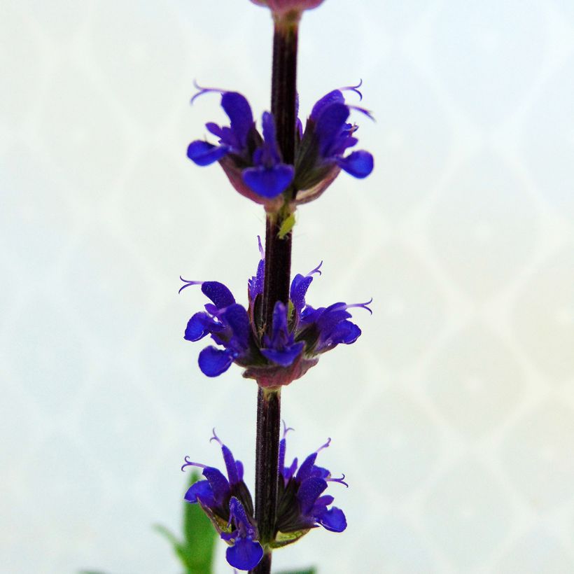 Sauge - Salvia nemorosa Caradonna (Flowering)