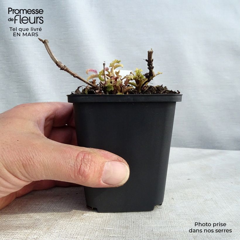 Spécimen de Sauge - Salvia nemorosa Schwellenburg Godet de 8/9 cm tel que livré au printemps