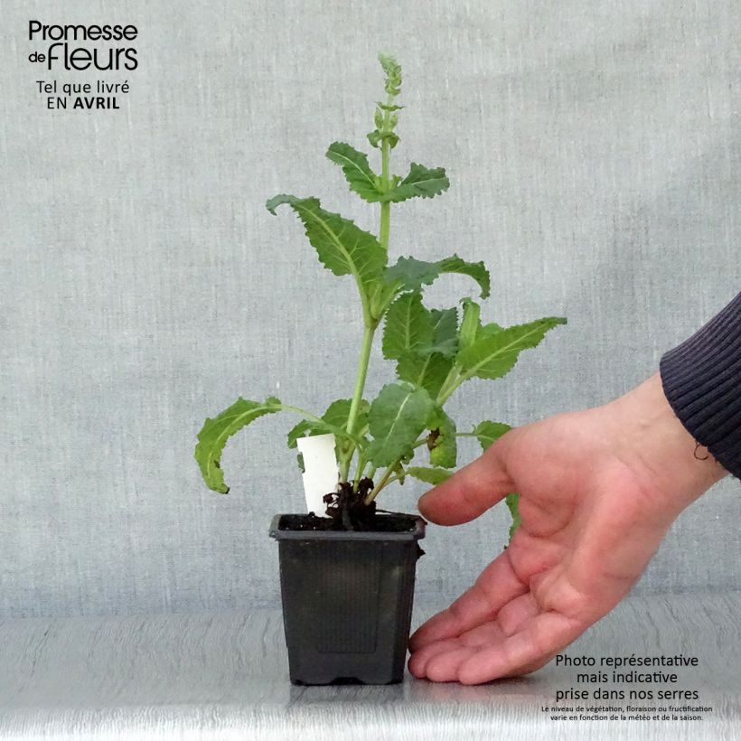 Spécimen de Sauge - Salvia sylvestris Rhapsody in Blue Godet de 8/9 cm tel que livré au printemps