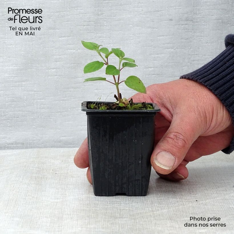 Spécimen de Sauge Tangerine goût d'orange - Salvia elegans Godet de 7/8 cm tel que livré au printemps