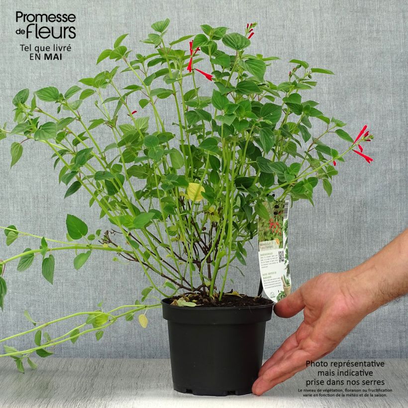 Spécimen de Sauge Tangerine goût d'orange - Salvia elegans Pot de 1,5L/2L tel que livré au printemps