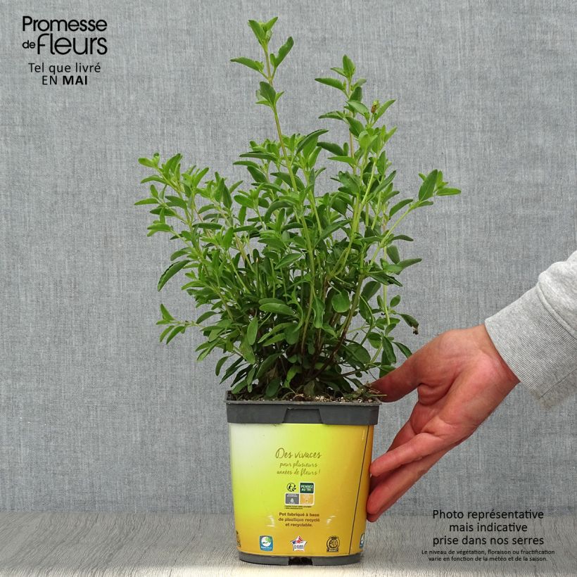 Spécimen de Sauge arbustive Belle de Loire - Salvia jamensis Pot de 2L/3L tel que livré au printemps