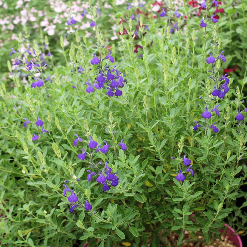 Sauge arbustive Blue Note - Salvia microphylla (Port)