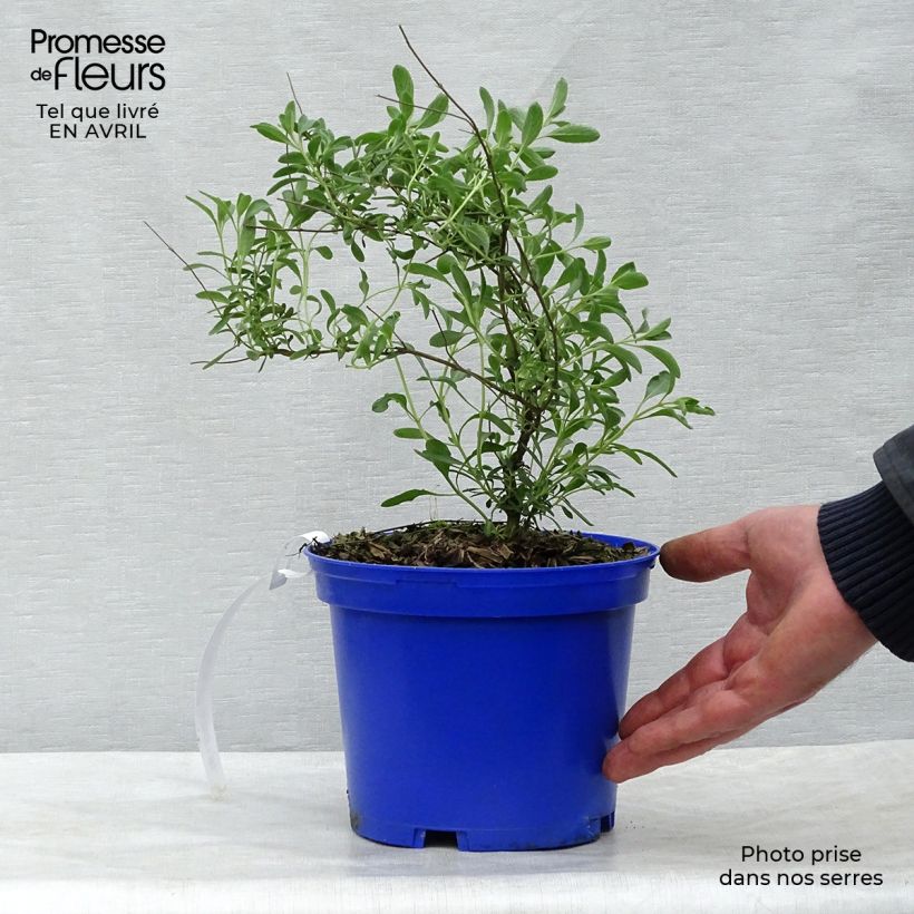 Spécimen de Sauge arbustive Blue Note - Salvia microphylla Pot de 2L/3L tel que livré au printemps