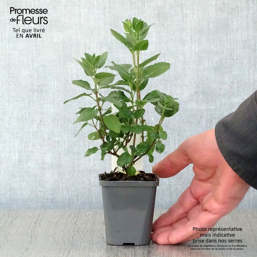 Spécimen de Sauge arbustive Cerro Potosi - Salvia microphylla Godet de 7/8 cm tel que livré au printemps