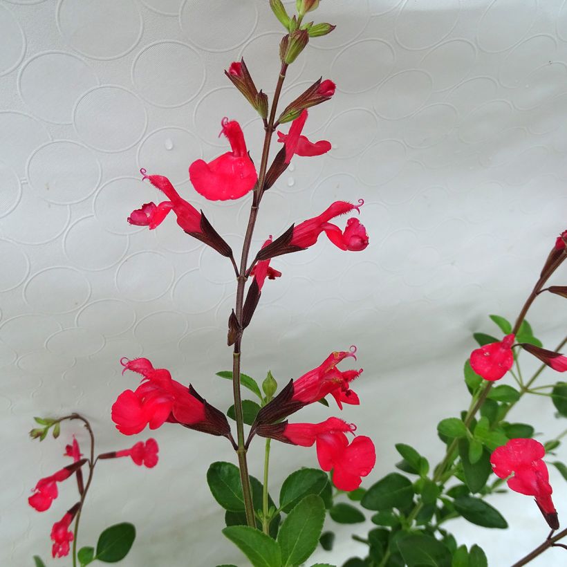 Sauge arbustive Flammenn ® - Salvia jamensis (Flowering)
