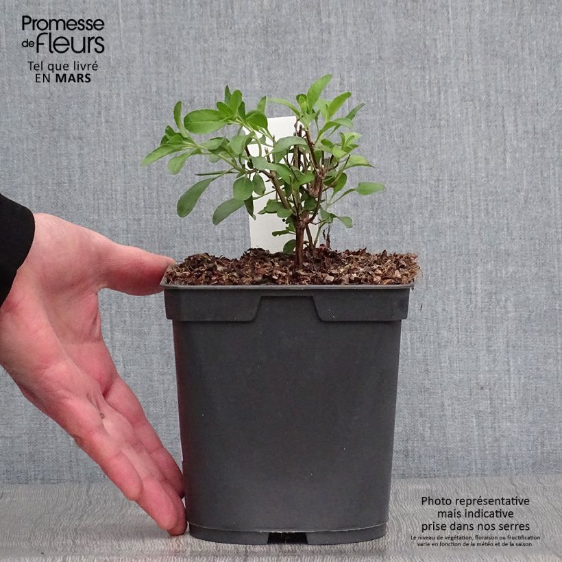 Example of Sauge arbustive Flammenn ® - Salvia jamensis Pot de 2L/3L as you get in printemps