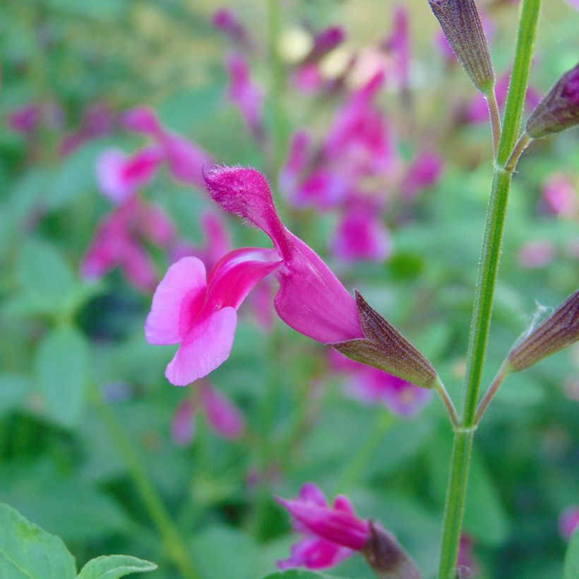 Sauge arbustive Icing Sugar - Salvia greggii  (Flowering)