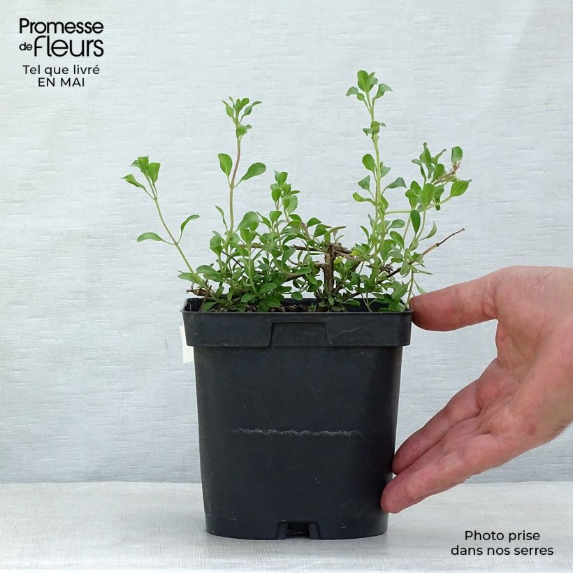 Example of Sauge arbustive Melen - Salvia jamensis Pot de 2L/3L as you get in printemps