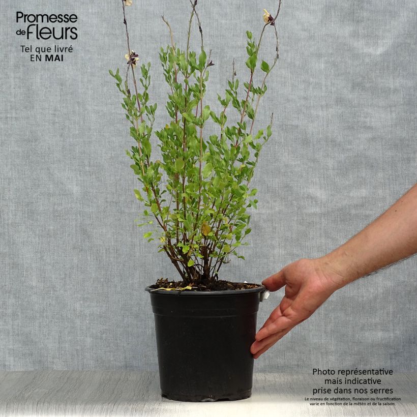 Example of Sauge arbustive Melen - Salvia jamensis Pot de 4L/5L as you get in printemps