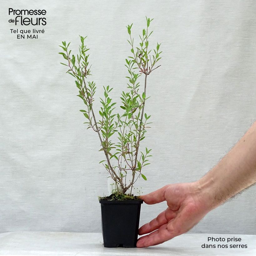 Spécimen de Sauge arbustive Nachtvlinder - Salvia microphylla Godet de 8/9 cm tel que livré au printemps