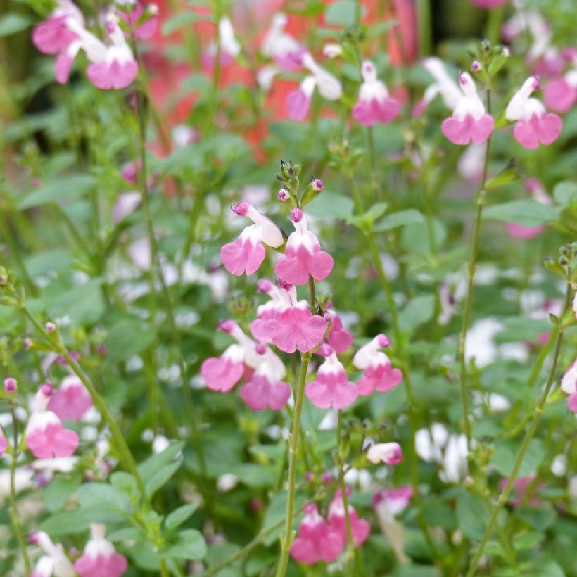 Sauge arbustive Pink Lips (Jeremy) - Salvia microphylla (Flowering)