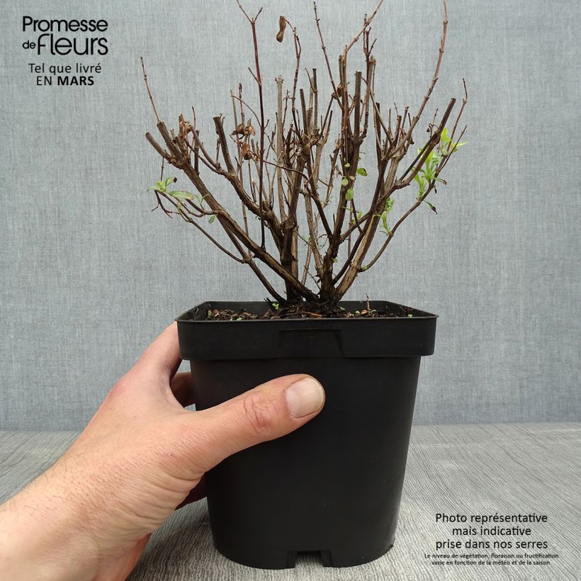 Example of Sauge arbustive Pluenn - Salvia jamensis Pot de 2L/3L as you get in printemps