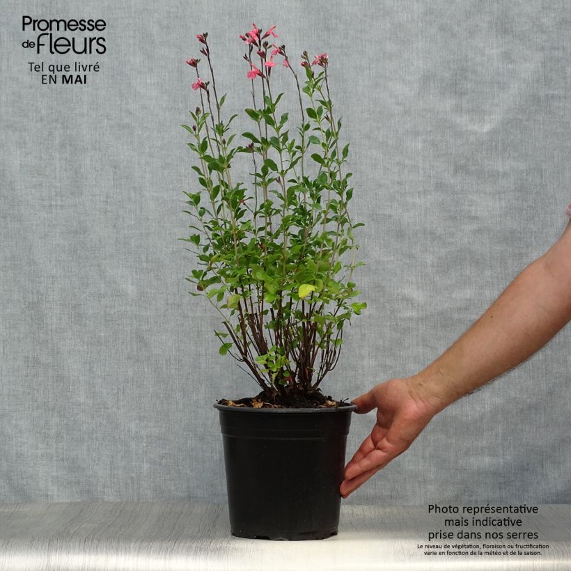 Example of Sauge arbustive Pluenn - Salvia jamensis Pot de 4L/5L as you get in printemps