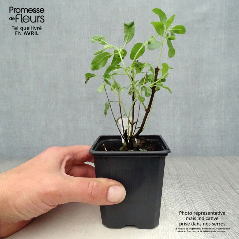 Spécimen de Sauge arbustive - Salvia greggii Alba Godet de 8/9 cm tel que livré au printemps