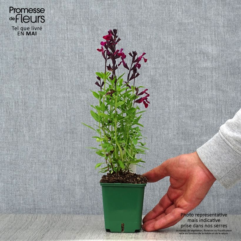 Example of Sauge arbustive - Salvia greggii Mirage Burgundy Godet de 8/9 cm as you get in printemps