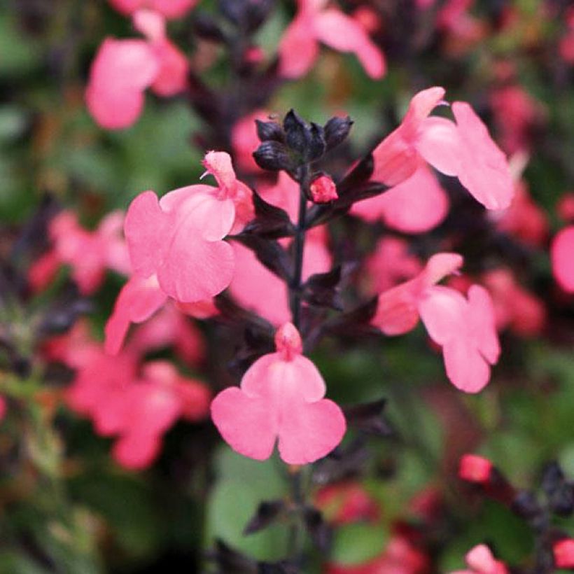 Sauge arbustive - Salvia greggii Mirage Salmon (Flowering)