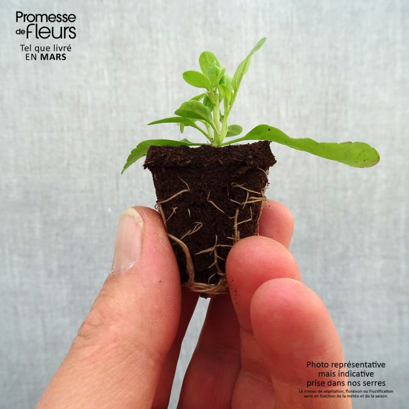 Example of Sauge arbustive - Salvia greggii Mirage Salmon Mini-motte Ø 3/4 cm as you get in printemps