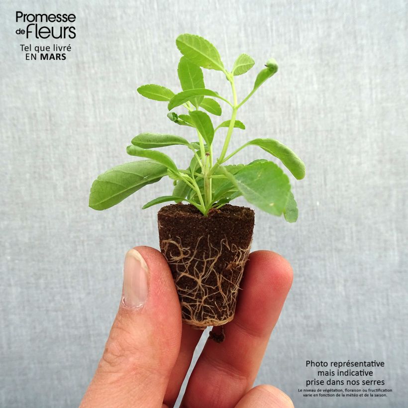 Example of Sauge arbustive - Salvia greggii Mirage Violet Mini-motte Ø 3/4 cm as you get in printemps