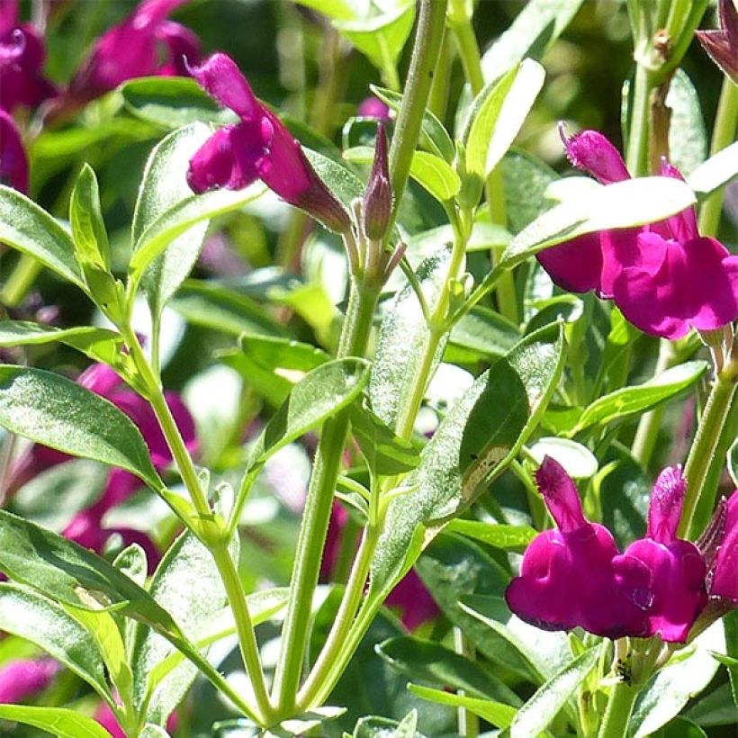 Sauge arbustive - Salvia jamensis Raspberry Royal (Foliage)